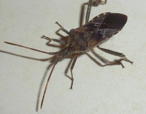 Réf. 195 200 : Leptoglossus occidentalis